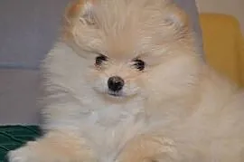 SZPIC MINIATUROWY POMERANIAN ŚLICZNY PUCHATY PIESEK