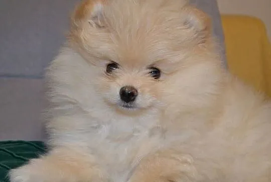 SZPIC MINIATUROWY POMERANIAN ŚLICZNY PUCHATY PIESEK