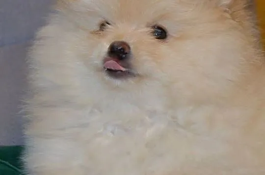 SZPIC MINIATUROWY POMERANIAN ŚLICZNY PUCHATY PIESEK, Mazowieckie, Warszawa
