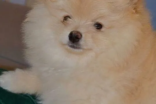 SZPIC MINIATUROWY POMERANIAN ŚLICZNY PUCHATY PIESEK, Mazowieckie, Warszawa