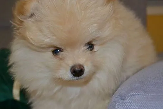 SZPIC MINIATUROWY POMERANIAN ŚLICZNY PUCHATY PIESEK, Mazowieckie, Warszawa