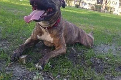 Cudem uratowana amstaffka Saba czeka na dom, Amstaff cała Polska