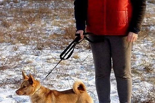 Tofik młody psiak szuka domu,  Kundelki cała Polsk