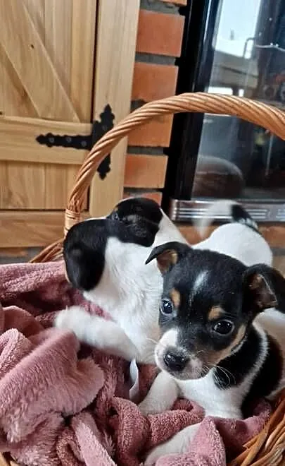 Jack Russell Terrier, Wielkopolskie, Zbarzewo