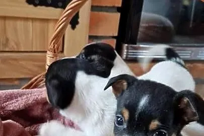 Jack Russell Terrier, Wielkopolskie, Zbarzewo