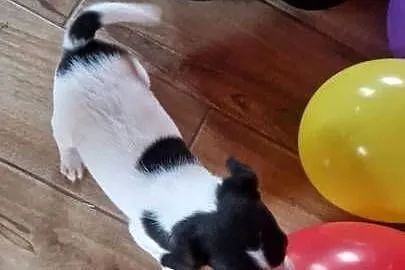 Jack Russell Terrier, Wielkopolskie, Zbarzewo