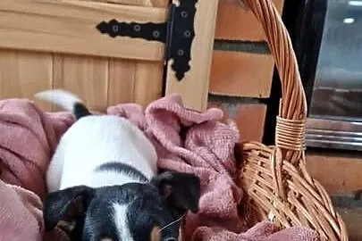 Jack Russell Terrier, Wielkopolskie, Zbarzewo