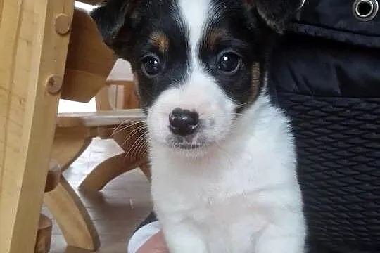 Jack Russell Terrier, Wielkopolskie, Zbarzewo