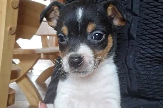 Jack Russell Terrier, Wielkopolskie, Zbarzewo