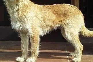 Ej Ty, człowieku- jestem BEZA, fajna jestem!,  maz