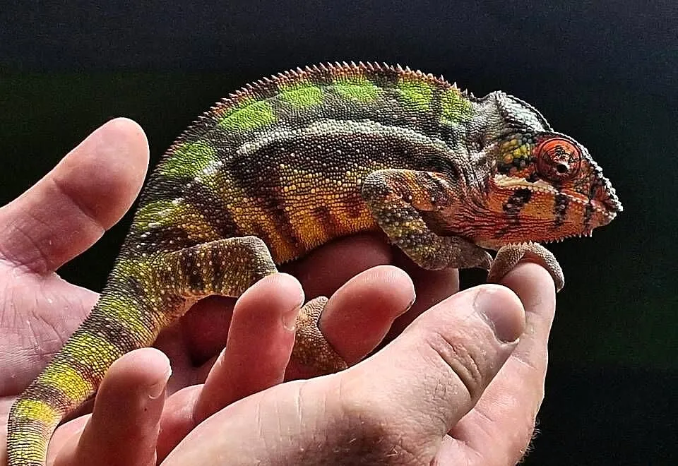 Kameleon lamparci odmiany lokalizacyjnej Sambava, Śląskie, Kozy