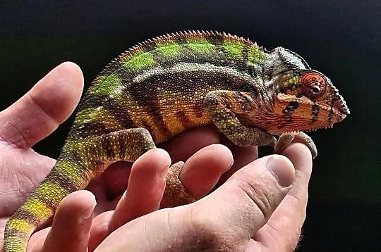 Kameleon lamparci odmiany lokalizacyjnej Sambava, Śląskie, Kozy