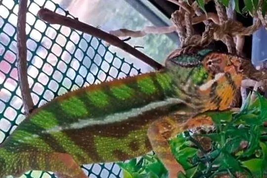 Kameleon lamparci odmiany lokalizacyjnej Sambava, Śląskie, Kozy