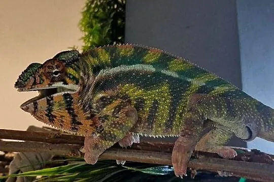 Kameleon lamparci odmiany lokalizacyjnej Sambava, Śląskie, Kozy