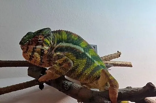 Kameleon lamparci odmiany lokalizacyjnej Sambava, Śląskie, Kozy