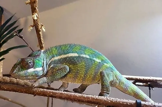 Kameleon lamparci odmiany lokalizacyjnej Sambava, Śląskie, Kozy
