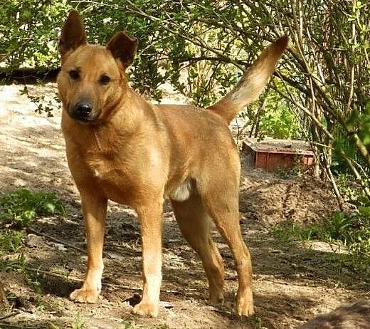 Dino, wspaniały zrównoważony psiak, mazowieckie C