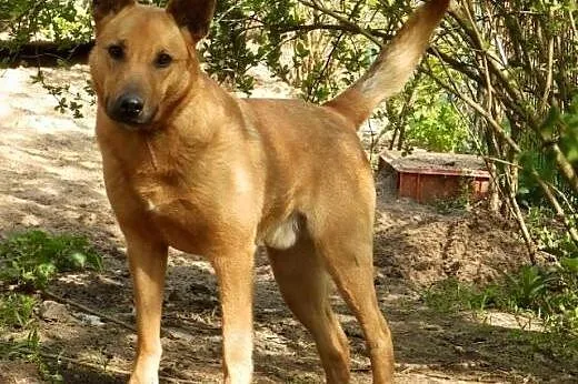 Dino, wspaniały zrównoważony psiak,  mazowieckie C