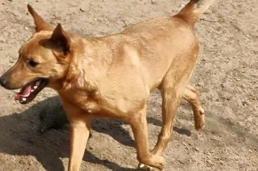 Dino, wspaniały zrównoważony psiak,  mazowieckie C