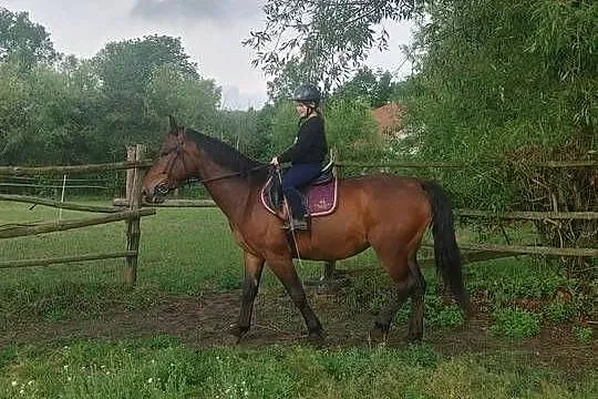 Klacz śląska