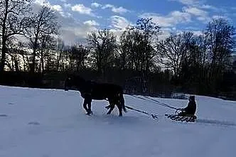 Klacz śląska, Opolskie, Namysłów