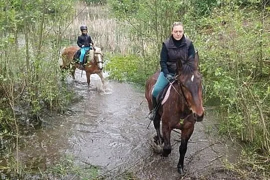 Klacz śląska, Opolskie, Namysłów
