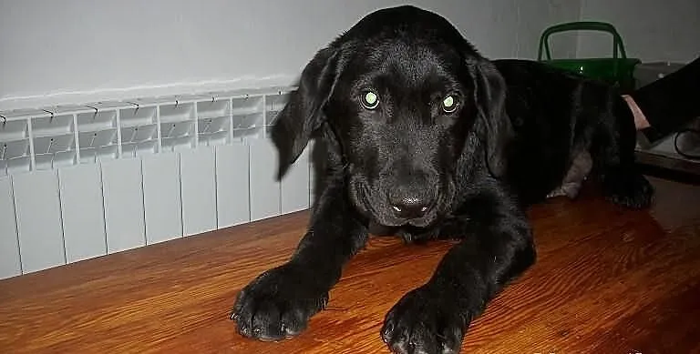 Labrador piesek czarny