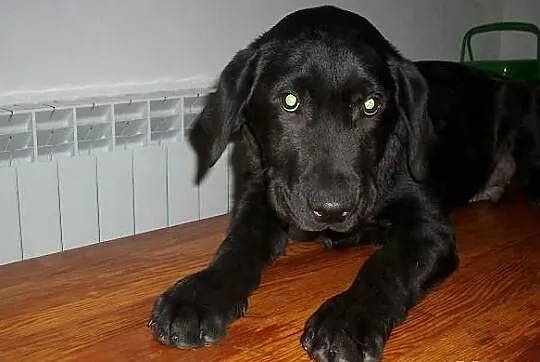 Labrador piesek czarny
