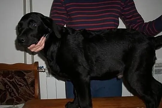 Labrador piesek czarny