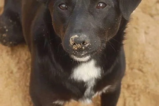 Emi - młoda suczka z samymi zaletami! :) ADOPCJA