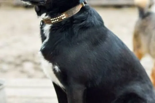 Emi - młoda suczka z samymi zaletami! :) ADOPCJA