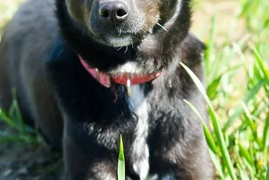 Emi - młoda suczka z samymi zaletami! :) ADOPCJA