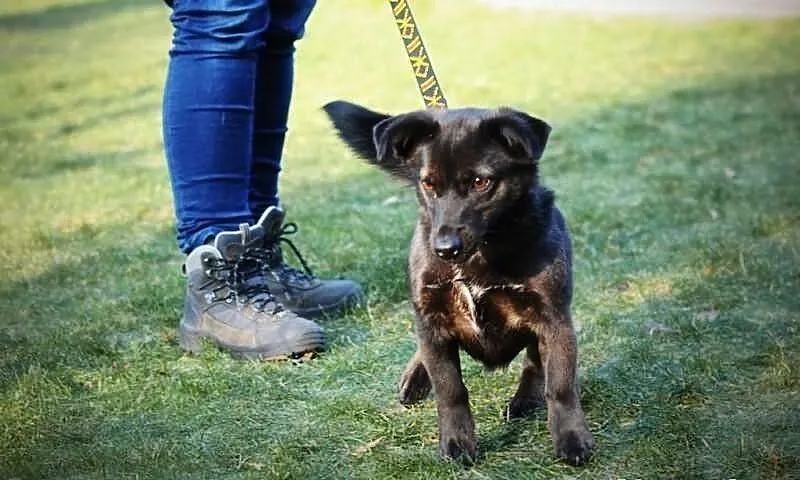 Czarunia - milusińska do adopcji