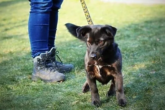 Czarunia - milusińska do adopcji