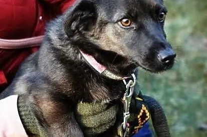 Czarunia - milusińska do adopcji