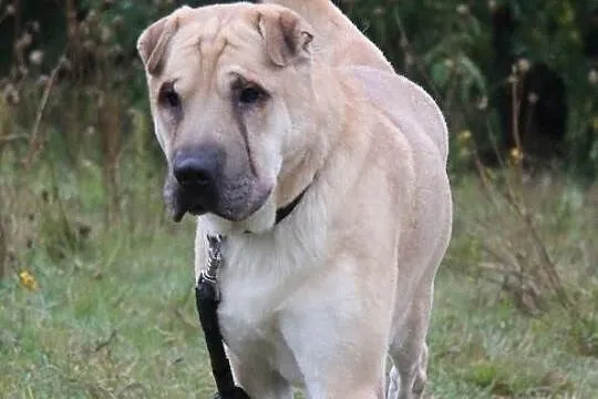 SZON w typie Shar- Pei czeka na dom