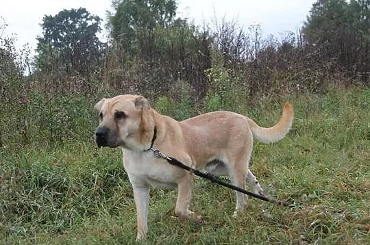 SZON w typie Shar- Pei czeka na dom