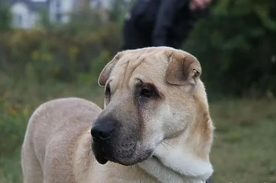 SZON w typie Shar- Pei czeka na dom