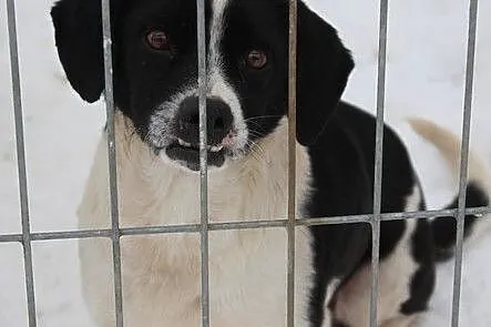 Maluch o nietypowej urodzie nadal w schronisku., Podkarpackie, Przemyśl