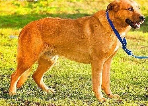 MISIO - piękny, 3 letni duży psiak do adopcji, ma