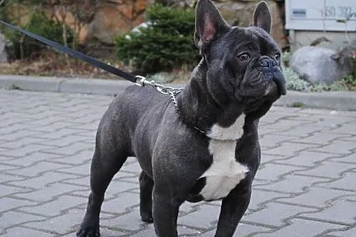 Krycie-Błękitny-Reproduktor-Buldog-Francuski-Mamy 