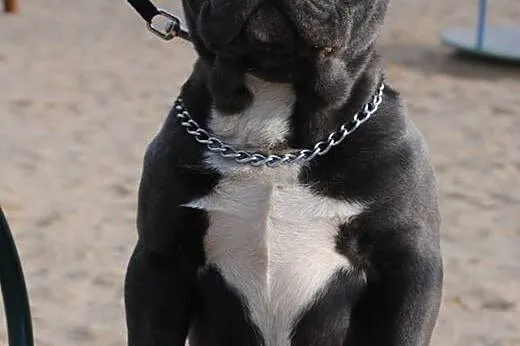 Krycie-Błękitny-Reproduktor-Buldog-Francuski-Mamy 