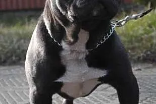 Krycie-Błękitny-Reproduktor-Buldog-Francuski-Mamy 