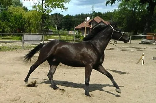 Wałach małopolski