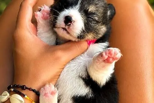 Szczenięta Welsh Corgi Pembroke FCI
