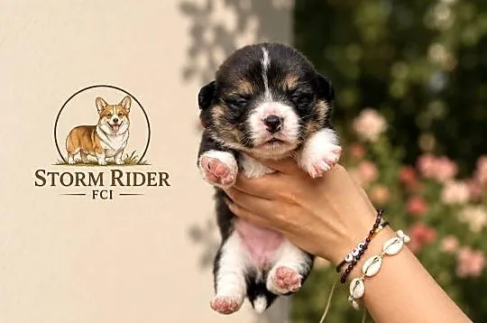 Szczenięta Welsh Corgi Pembroke FCI, Łódzkie, Bełchatów