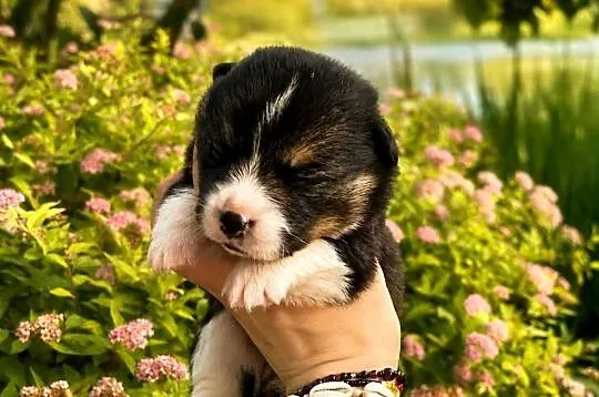 Szczenięta Welsh Corgi Pembroke FCI, Łódzkie, Bełchatów