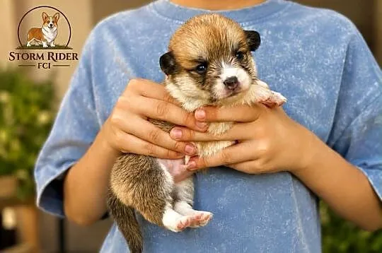 Szczenięta Welsh Corgi Pembroke FCI, Łódzkie, Bełchatów