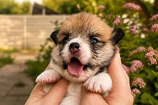 Szczenięta Welsh Corgi Pembroke FCI, Łódzkie, Bełchatów