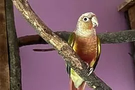 Rudosterki
